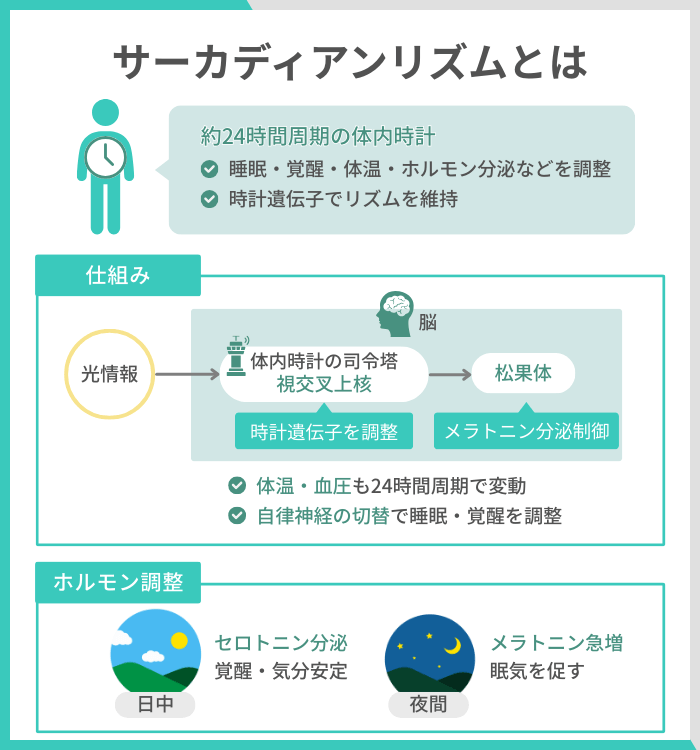 サーカディアンリズムとは
