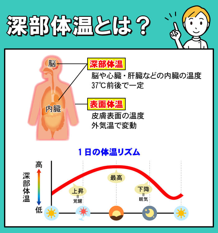 深部体温とは？睡眠に影響する体温の基礎知識