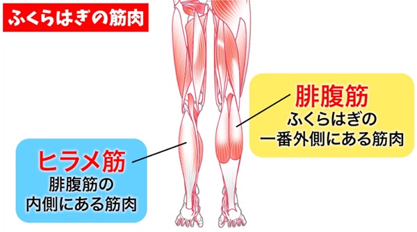 足のどの筋肉がつるの？予防策も紹介します